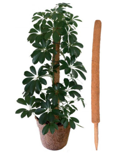 Coconut coco poles - coco,